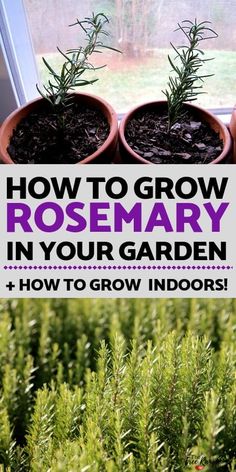 three potted plants with the words how to grow rosemary in your garden and how to grow indoors