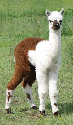 a brown and white llama standing on top of a lush green field