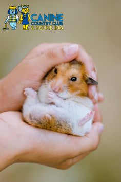 a person holding a small hamster in their hands with the caption canine & feline inn