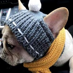 a small dog wearing a knitted hat and scarf