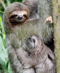 a baby sloth and its mother hanging from a tree