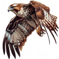 Intricate Hawk Tattoo Sketches Red Tail Hawk Tattoo Design, Red Tailed Hawk Photography, Red Tailed Hawk Drawing, Eagle Tattoo Sketch, Hawk Sketch, Hawk Tattoo Design, Pictures Of Wild Animals, World Is Yours Tattoo, Hawk Photography