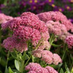 pink flowers are growing in the garden