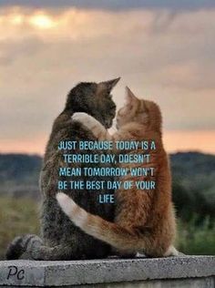 a cat sitting on top of a cement wall next to another cat with the caption, just because today is a terrible day, doesn't mean tomorrow won't be the best day of your life