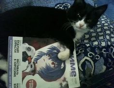 a black and white cat laying on top of a book next to an anime poster