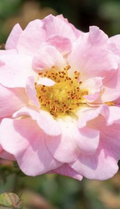 a pink flower with yellow stamens in the center and green leaves around it