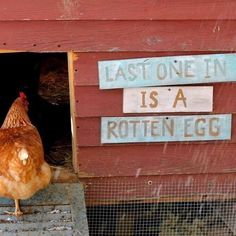 a chicken is standing in the open door of a red barn with words written on it