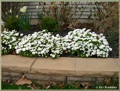 some white flowers are growing in a flower bed