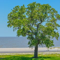 a lone tree sitting in the middle of a grassy field next to an empty beach