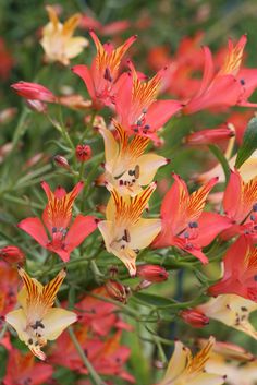 red and yellow flowers with green leaves in the background