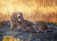 a large brown bear sitting on top of a dirt hill next to tall grass and dry grass