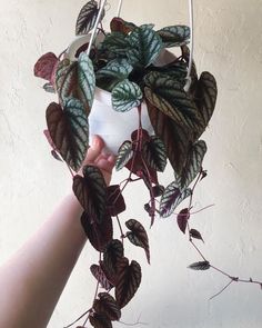 a hand holding a potted plant with green and purple leaves hanging from it's side