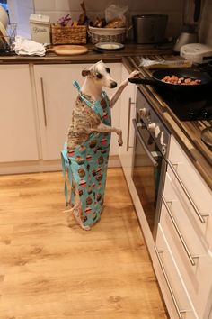 a dog standing on its hind legs in a kitchen wearing an apron and cooking food