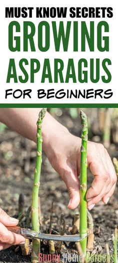 someone cutting asparagus in the ground with text overlay reading must know secrets growing asparagus for beginners