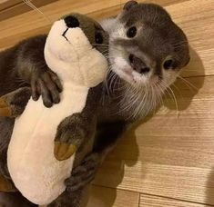 an otter hugging a stuffed animal on the floor