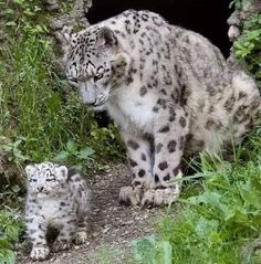 two snow leopards are standing in the grass near a cave with green plants and rocks