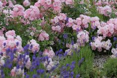 many pink and white flowers in a garden