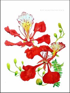 a painting of red flowers on a white background