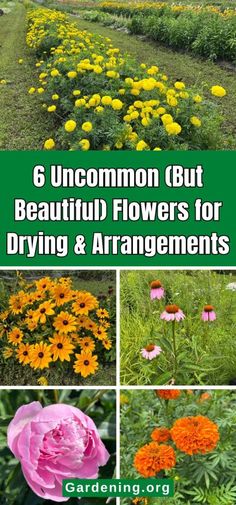 different types of flowers and plants in the garden with text reading 6 uncommon but beautiful flowers for