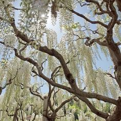 the sun shines through the branches of some trees in an area with white flowers