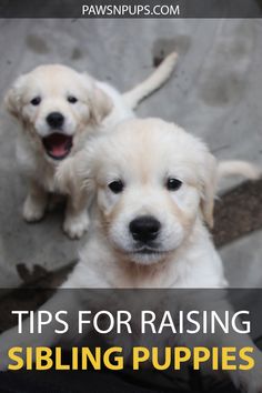 two puppies sitting next to each other with the words tips for raising sibling puppies