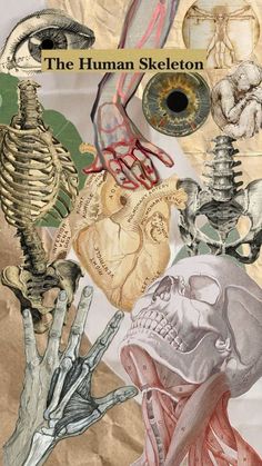 the human skeleton is depicted in this collage