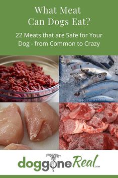 what meat can dogs eat? 22 meats that are safe for your dog - from common to crazy