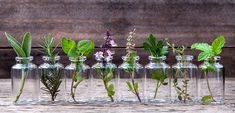 several glass bottles with plants in them on a table