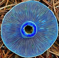 a blue plate sitting in the middle of some brown grass and sticks on the ground