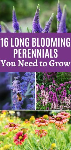 Garden Bushes, Blooming Perennials, Perennial Garden Plans, Long Blooming Perennials, Garden Flowers Perennials, Front Walk, Yard And Garden, Perennial Flowers, Garden Yard Ideas