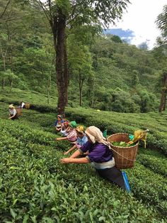 people picking tea leaves in the middle of a tea plantation, surrounded by trees and mountains