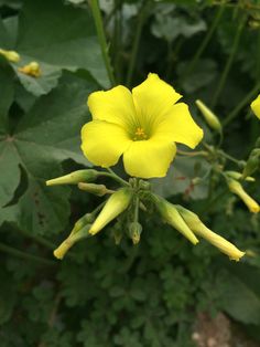 yellow flowers with green leaves in the background