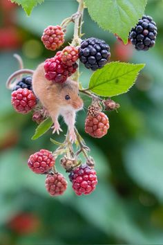 a mouse sitting on top of berries hanging from a tree branch with leaves and berries around it