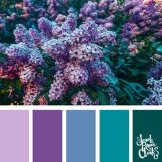 purple and blue color scheme with lila flowers