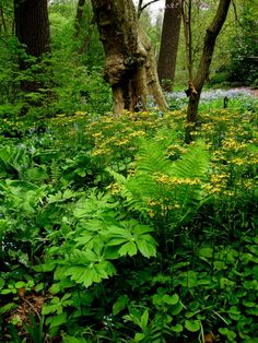 a lush green forest filled with lots of trees and flowers next to a tree trunk