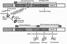 a diagram showing the process of transcription from an animal to another in which it is being processed