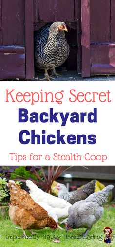 several chickens in front of a purple door with the words keeping secret backyard chickens tips for a stealth coop