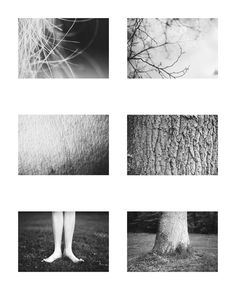 black and white photograph of four different trees with one person's feet on the ground