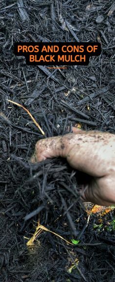 a hand holding something in the middle of some black mulch with words pros and cons of black mulch