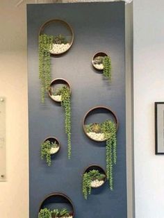 some plants are hanging on the wall and in bowls with holes to hold them together