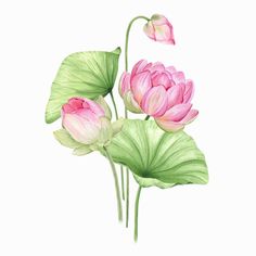 watercolor painting of pink flowers and green leaves