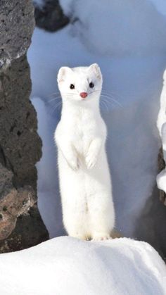 a small white animal standing on its hind legs in the snow