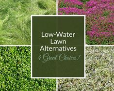 four different types of plants with the words low - water lawn alternatives 4 great choices