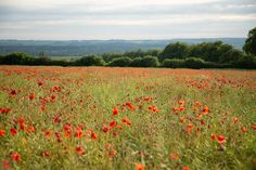 a field full of red flowers with trees in the background