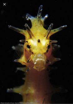 a close up view of the face and head of a yellow fish with black background