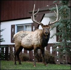 an elk standing in front of a building