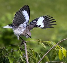 a bird with black and white feathers is perched on a branch