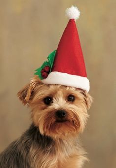 a small brown dog wearing a santa hat