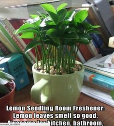 a potted plant sitting on top of a table next to books and other items