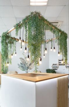 an office with plants hanging from the ceiling